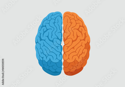 Colorful Brain Illustration: Blue and Orange Hemispheres Depicted Separately.