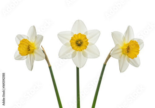Three white and yellow daffodils with green stems, isolated on transparent background