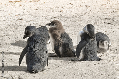 Colony of baby penguins at Boulders Beach, South Africa