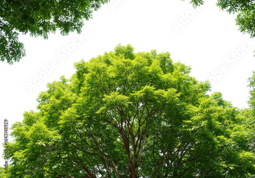 Vibrant green tree canopy against a bright white sky, showcasing lush foliage and natural beauty in summer isolated on transparent background