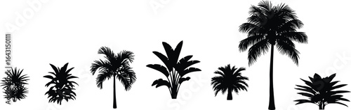 Palm tree silhouettes, tropical plant shapes, botanical illustration, leaf patterns, black silhouettes, white background, landscaping design, nature decor, tropical foliage