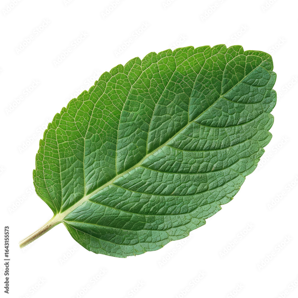 Obraz premium A single, vibrant green leaf with detailed veins, isolated on a background. background removed