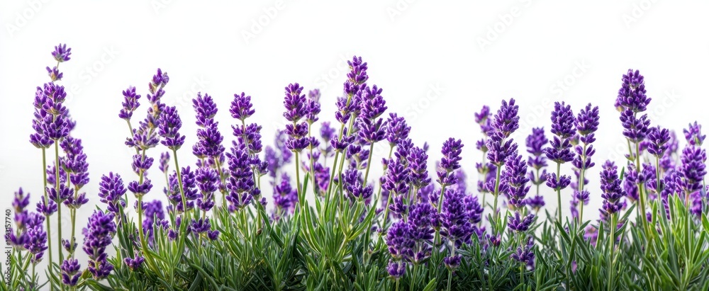 Naklejka premium The Lavender Blooms Offering Serenity and Natural Beauty in a Vibrant Display