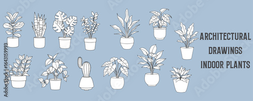 Architectural line drawings of indoor plants in simple pots, minimalist black and white vector illustration for modern interior design and architectural presentations