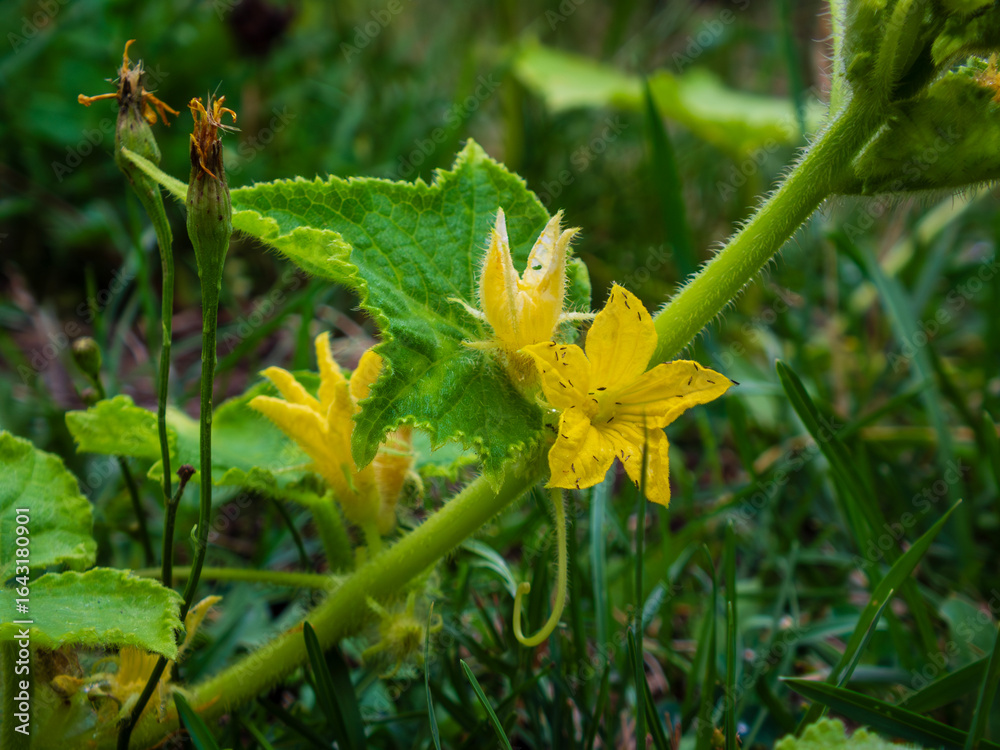Close-up of a vibrant cucumber vine with flowers Close-up of a vibrant cucumber vine with flowers