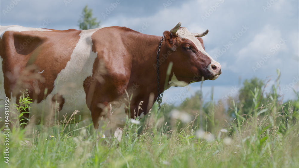A Serene Cow Grazing Peacefully in a Beautiful Lush Green Field Under a Clear Sky A Serene Cow Grazing Peacefully in a Beautiful Lush Green Field Under a Clear Sky