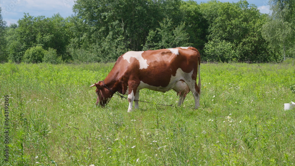 A serene cow quietly grazing in a lush green pasture, embodying the tranquility of rural life A serene cow quietly grazing in a lush green pasture, embodying the tranquility of rural life