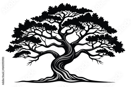 Detailed silhouette of a big old tree showing twisted trunk on white backdrop