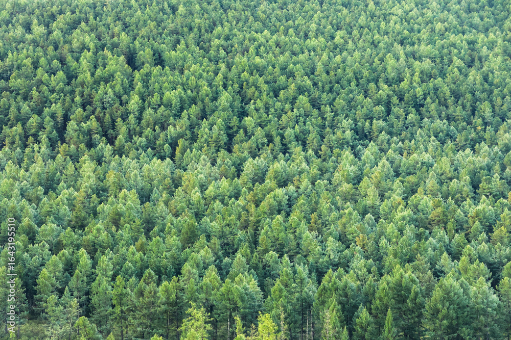 Naklejka premium Green coniferous forest in summer.