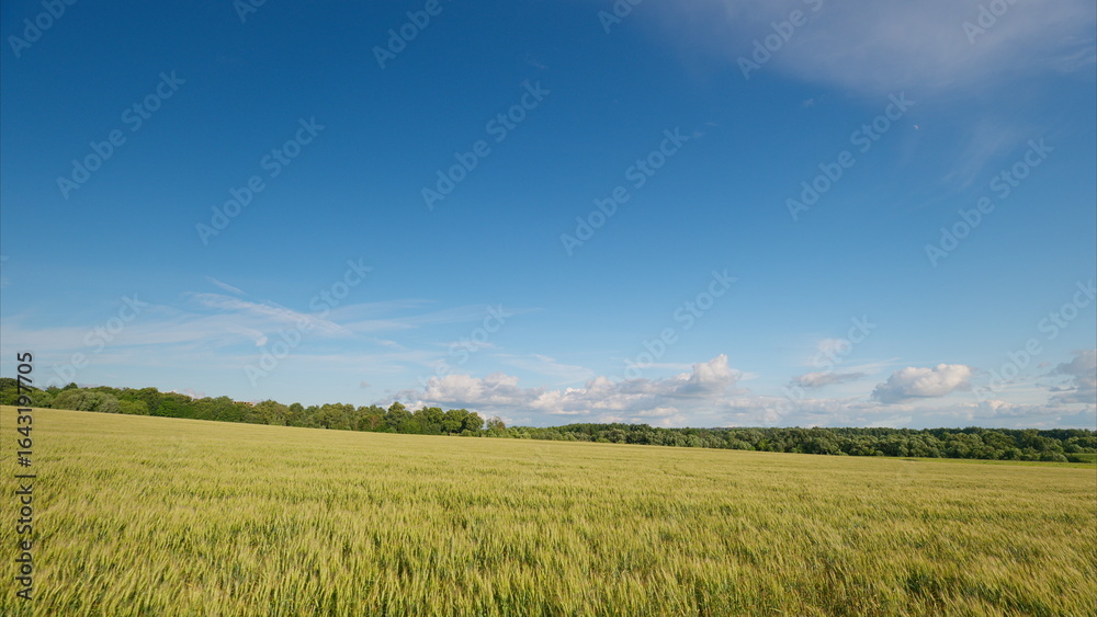 Obraz premium An Expansive and Sprawling Green Field Extends Out Under a Clear and Bright Blue Sky Above