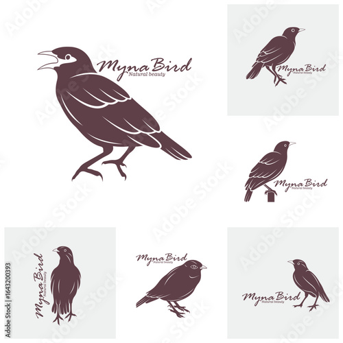 Set of Myna Bird logo design vector. Silhouette Myna Bird Template Illustration