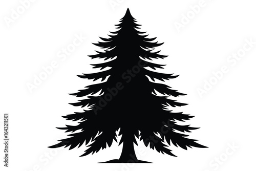 Dark silhouette of an evergreen coniferous tree stands 
