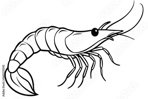 Detailed outline drawing of a shrimp with prominent antennae on a white background