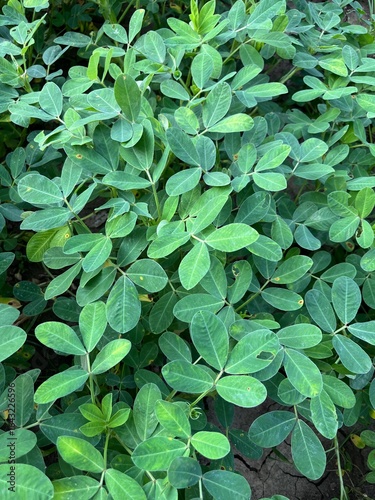 Wallpaper Mural Healthy Peanut Plant with Green Leaves | Mungfali Plant Growth and Farming Torontodigital.ca