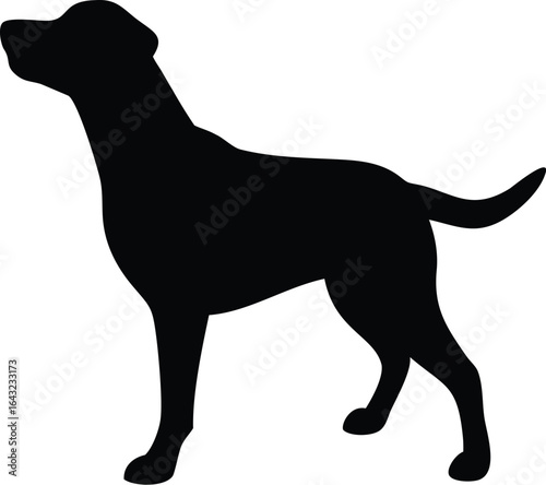 silhouette of a Dog
