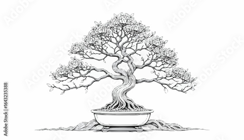 Detailed coloring book illustration of a bonsai tree in a pot, showcasing intricate branches and roots