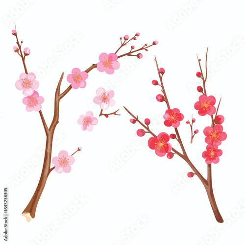 Two branches of blossoming plum trees with delicate pink and red flowers, set against a white background.