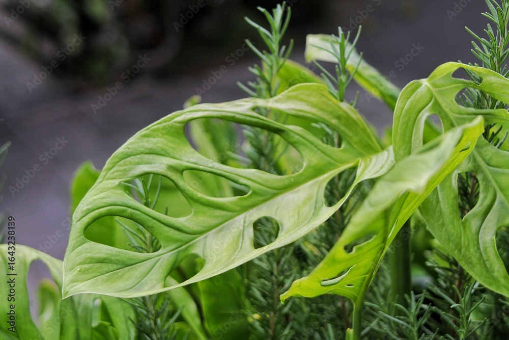 Obraz premium Bright Green Monstera Foliage in a Garden Setting With Vivid Details