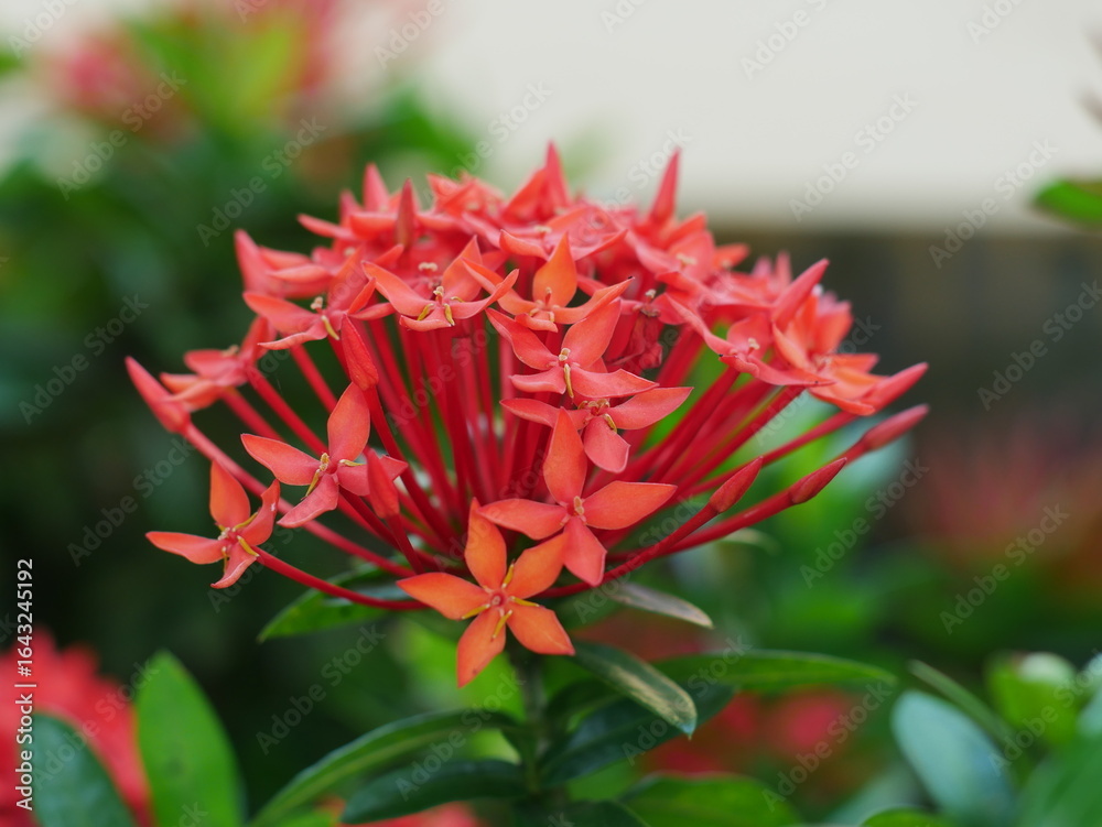 red flower in the garden red flower in the garden