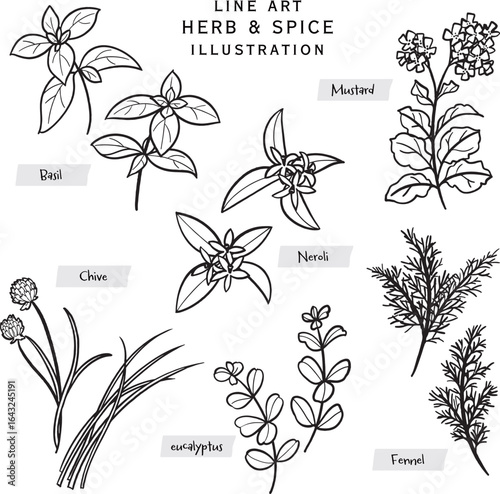 キッチンハーブとスパイスの線描きイラスト-4
