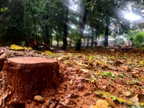 Wallpaper Mural Cut tree stump on wet soil after rain Torontodigital.ca