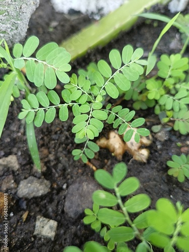 green bean sprouts