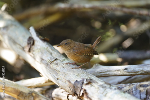 wren Troglodytes troglodytes