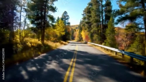 the road in the woods