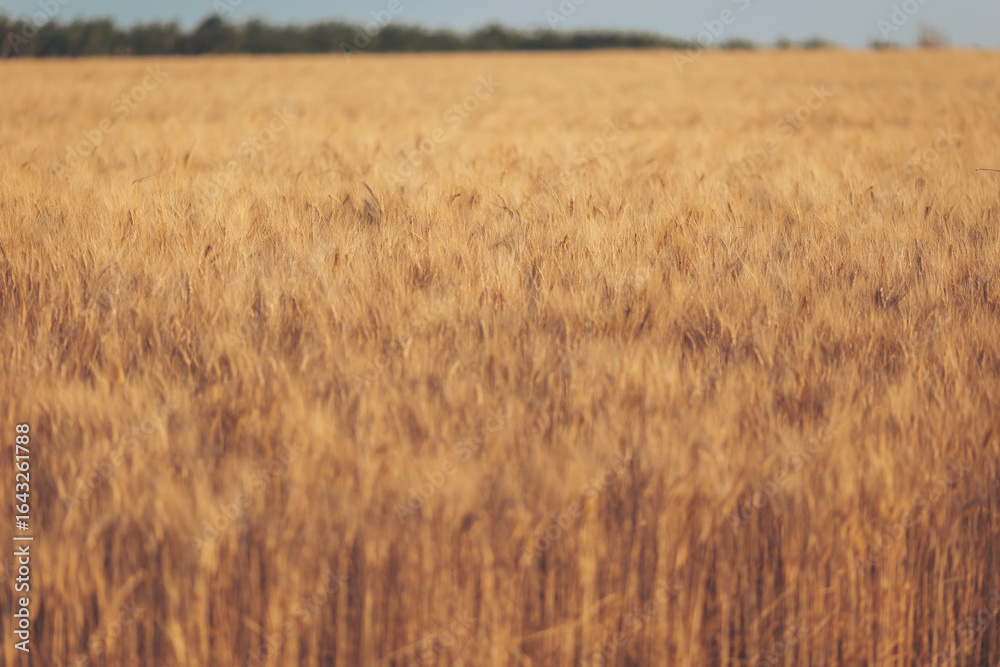 Obraz premium Golden wheat field swaying gently under the warm afternoon sun in rural countryside landscape