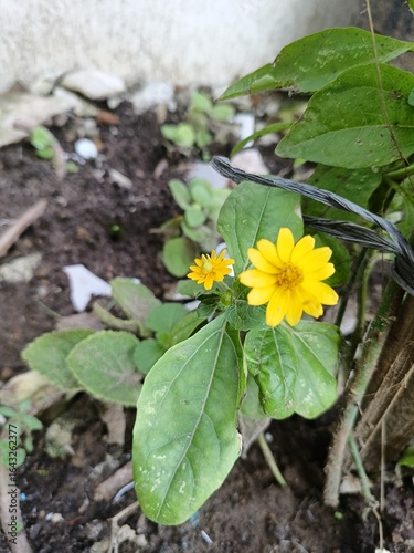 sunflower in a garden