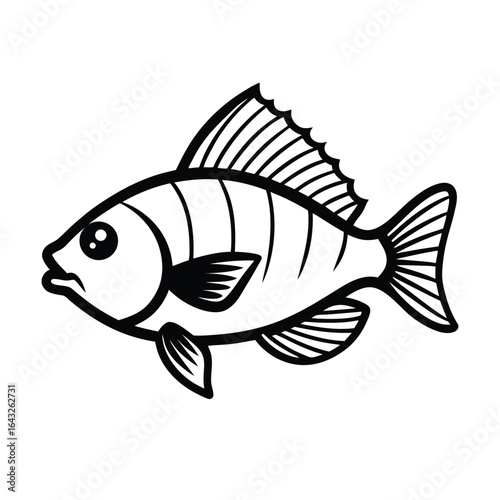 detailed vector outline of a tilapia showing fin .eps
