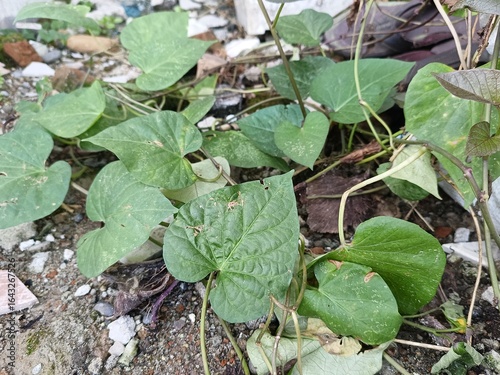 green leaves in the garden