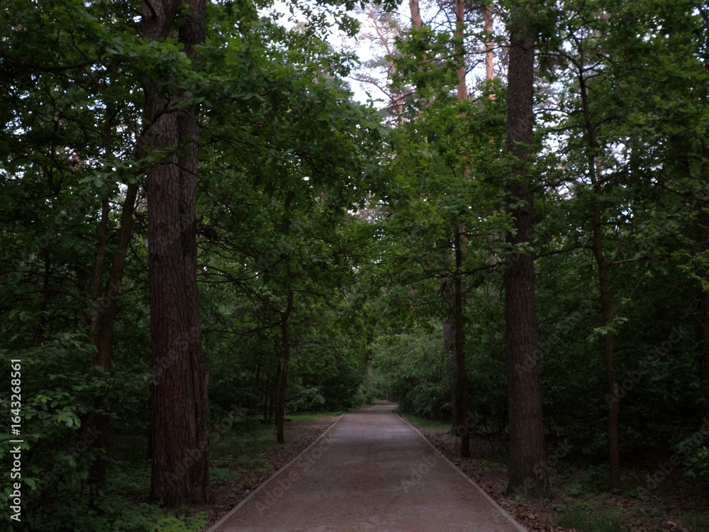 Fototapeta premium Dense forest with trail leading through the trees