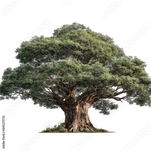 Majestic ancient tree, lush canopy, robust trunk