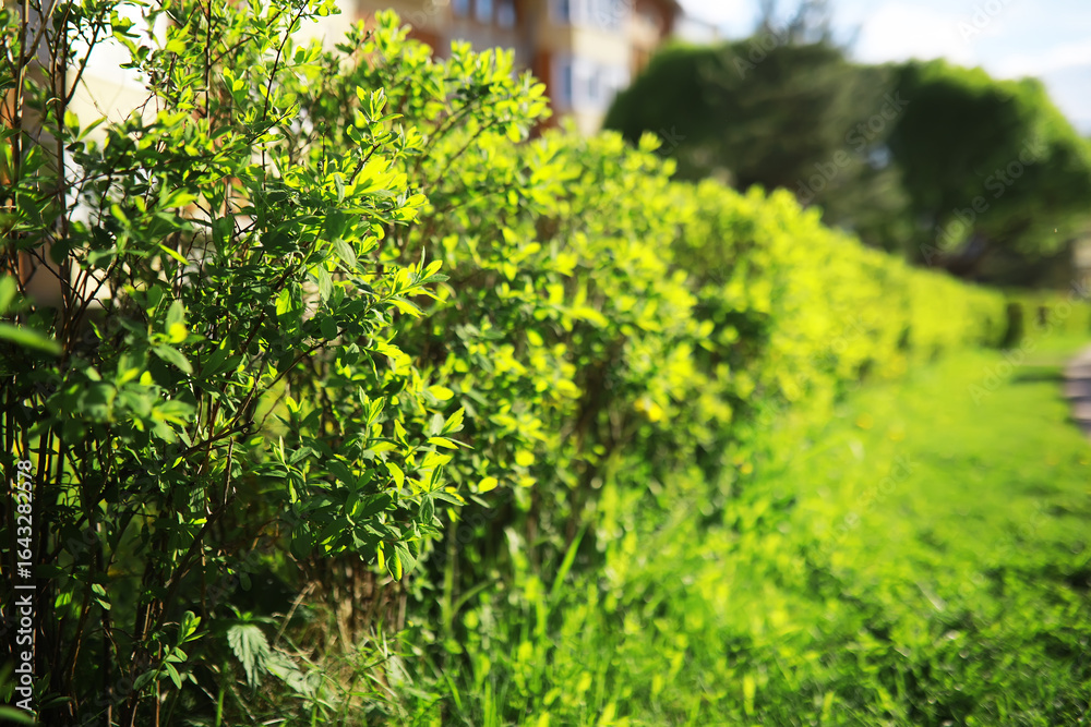 Fototapeta premium Summer landscape, lush green vegetation and nature.