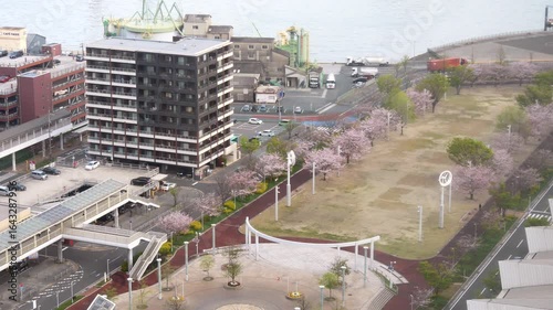 桜が咲いた春の公園　小倉北区