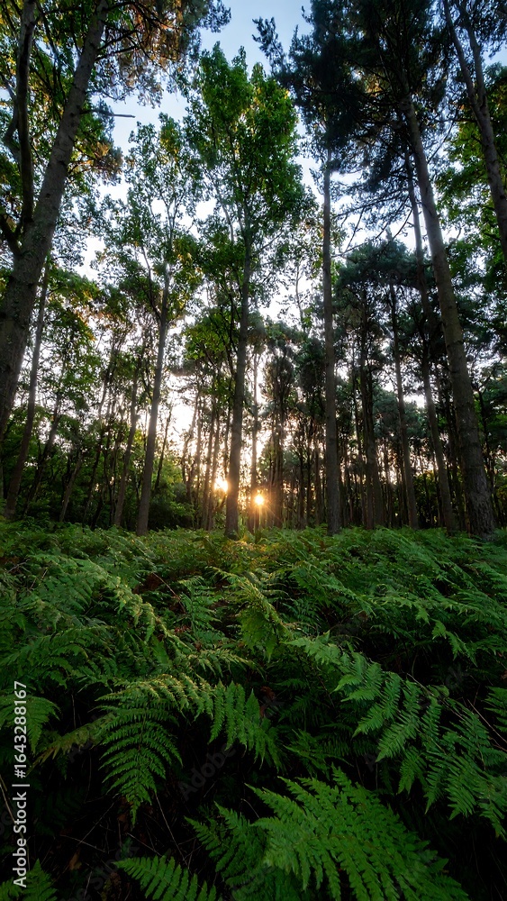 Fototapeta premium Forest floor ferns sunlight