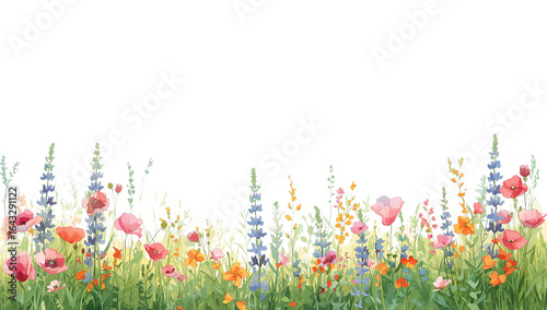Watercolor wildflower meadow illustration on a transparent background art print delicate nature