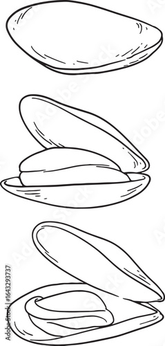 A hand-drawn vector illustration of a mussel shown in various stages: closed, open, and ready to be eaten. This line art is ideal for seafood-themed designs, menus, and culinary projects.