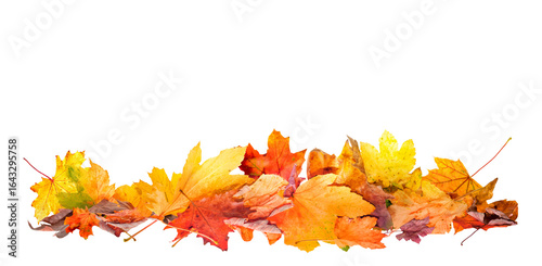 pile of fall leaves isolated, autumn natural background