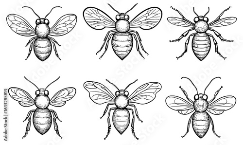 A vintage honey bee is illustrated in a distinctive, hand-drawn style reminiscent of insect sketches, isolated as a tattoo, with a focus on black and white animal artwork and line nature, featuring a