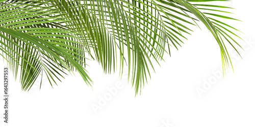 Bright green palm leaves on white background. Tropical plant