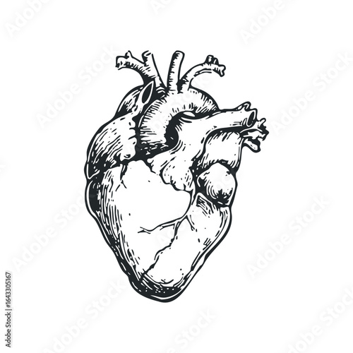 Detailed anatomical human heart drawing on white background