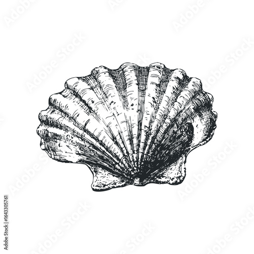 Detailed sketch of a seashell with ribbed texture on white background