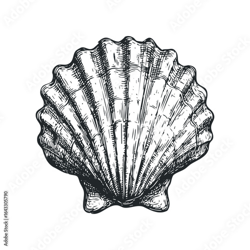 Detailed ink drawing of a single scallop seashell on a white background