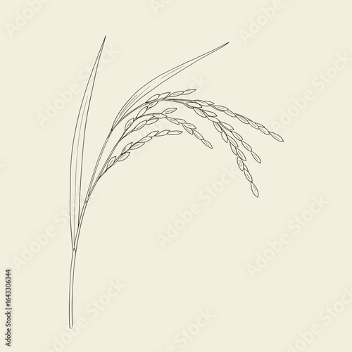 Rice cereal crop outline icon vector illustration. Line hand drawing grain plant with leaf, stalk and seeds in panicle. cream background