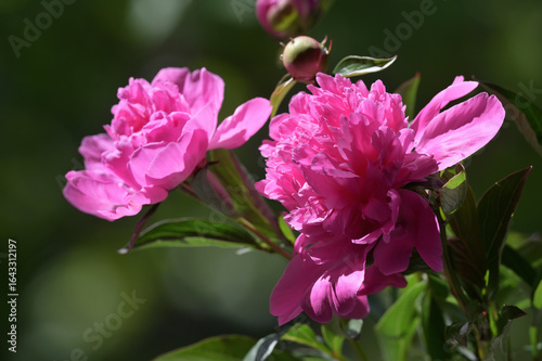 Fotomural Pink Peony, Peonies with open flowers