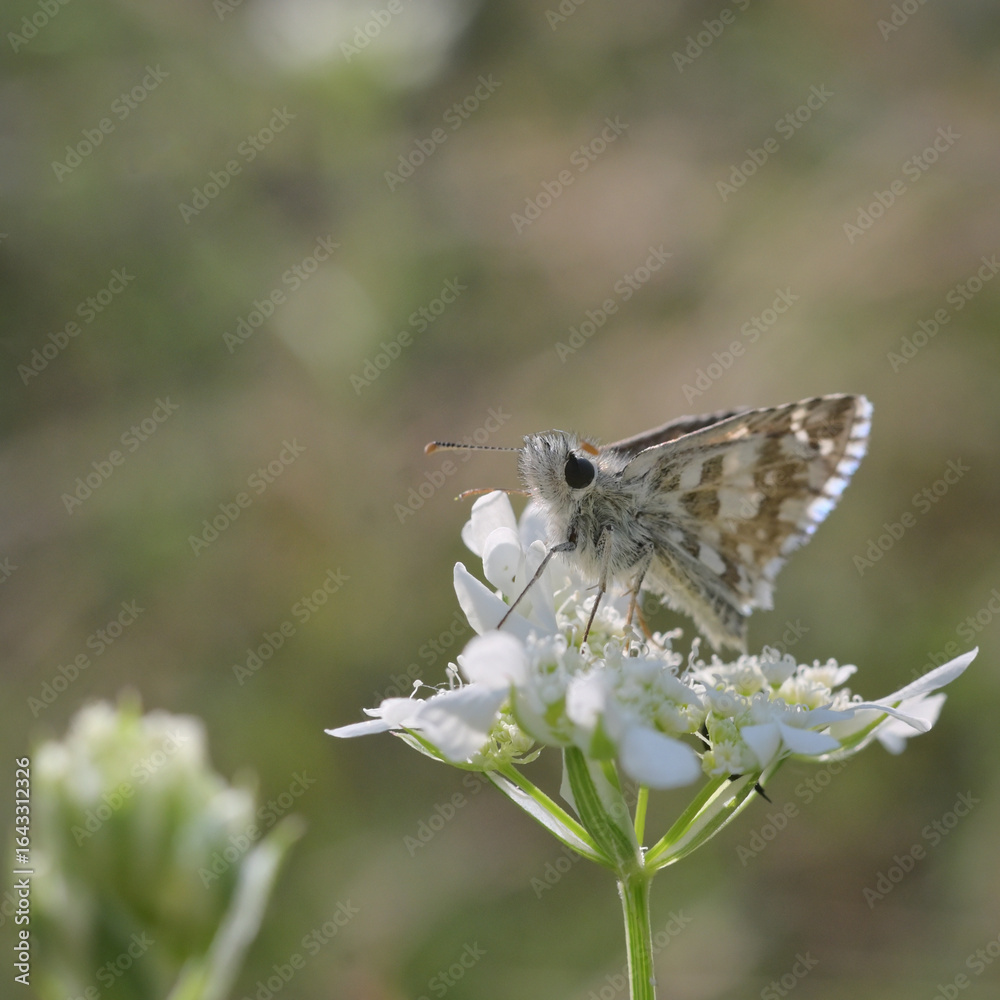 Fototapeta premium Safflower Skipper - Pyrgus carthami