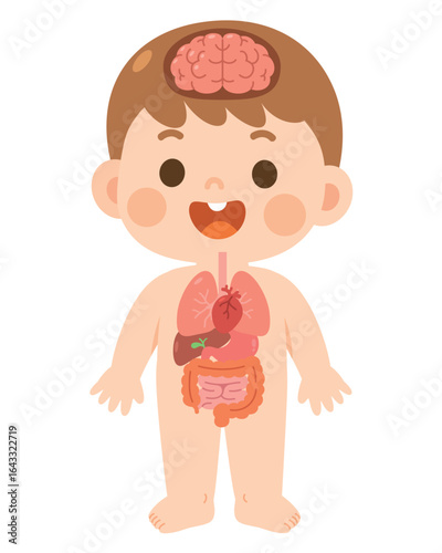 Cute Human Body Anatomy Diagram for Kids – Cartoon Vector
