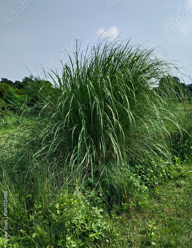 Desmostachya bipinnata, commonly known as halfa grass, big cordgrass, and salt reed-grass